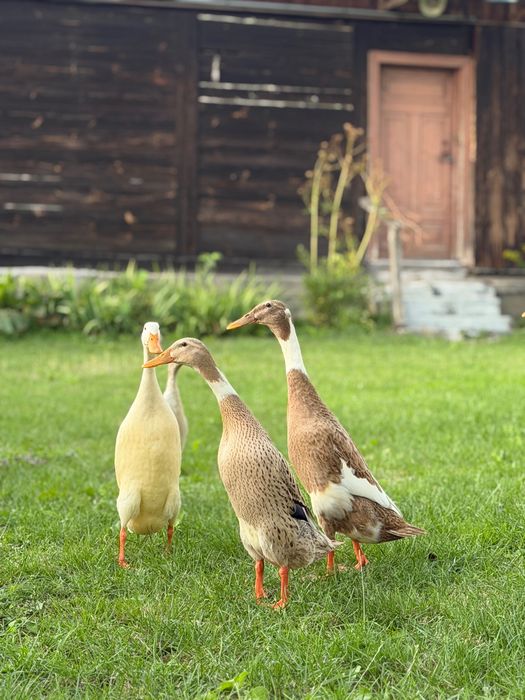 Kaczki Biegusy Indyjskie