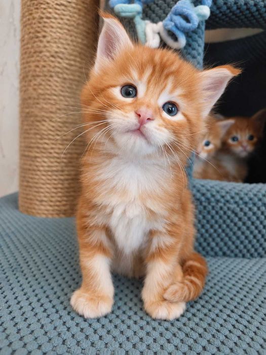 Кошенята Мейн Кун