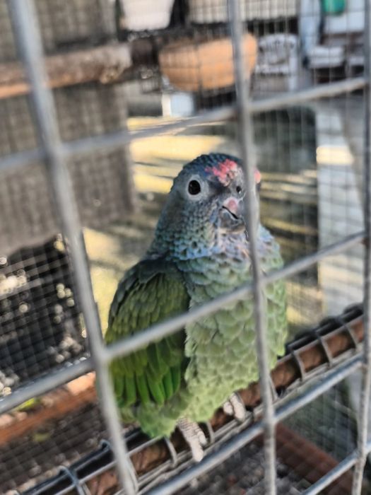 Pionus menstrus fêmea