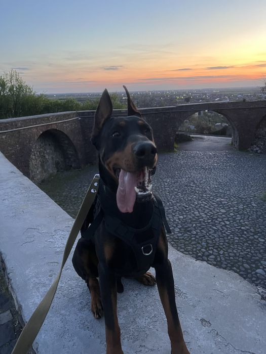 Чистокровий, хлопець, Доберман