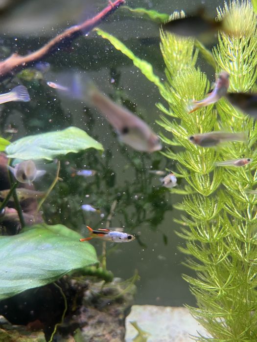 Gupiki endlera el silverado czysta linia/ gupik endler