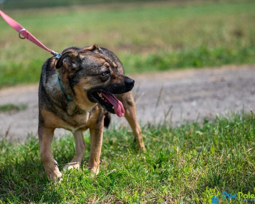 Kontaktowy psiak GENIUSZ czeka na adopcję