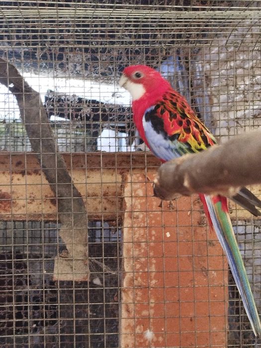 Varias aves para venda