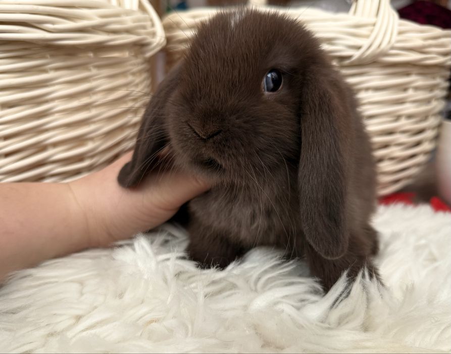 Mini Lop / króliki rasowe z hodowli / króliki miniaturki