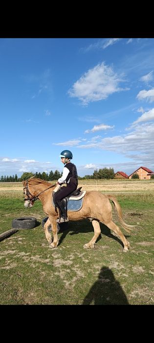 Kucyk wałach skoczek