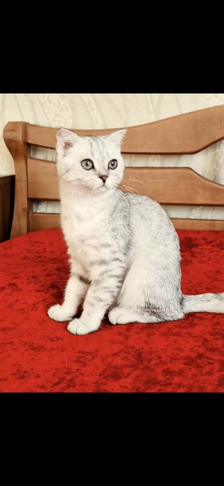 Шотландский мальчик,серебристая шиншилла. Купить в Киеве в Украине