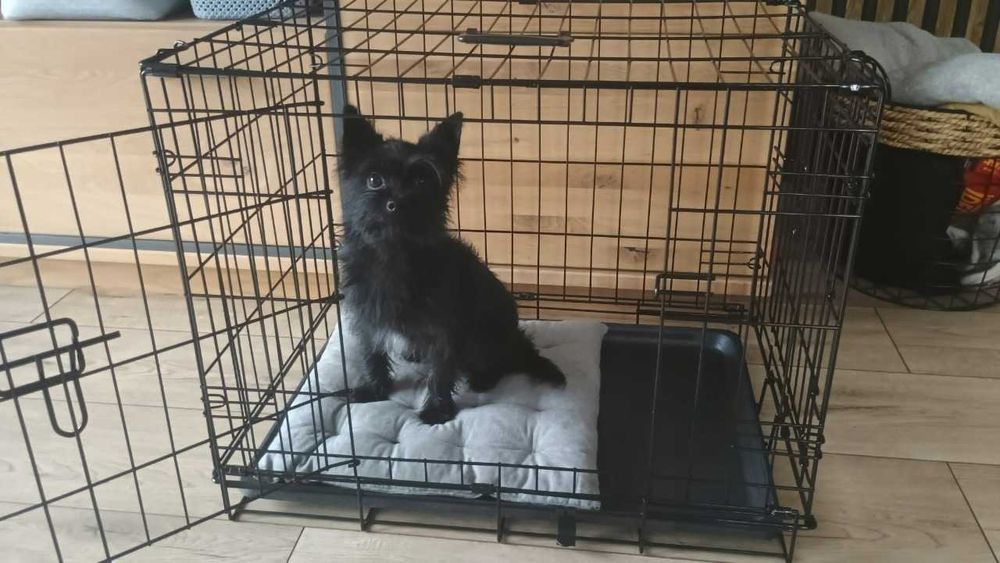 Клітка для тварин—НОВА‼️металева складна Вольєр для кота собак цуценят