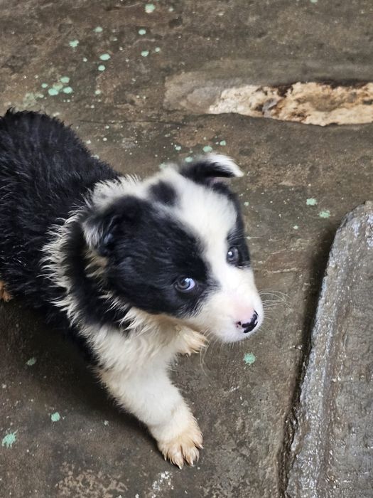 Border collie fêmea pura