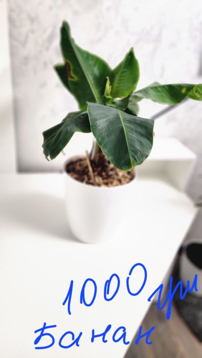 Вазони великі з горщиком