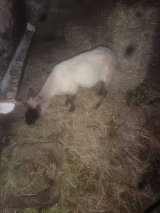 Ovelha bonita cruzamento sullfuk