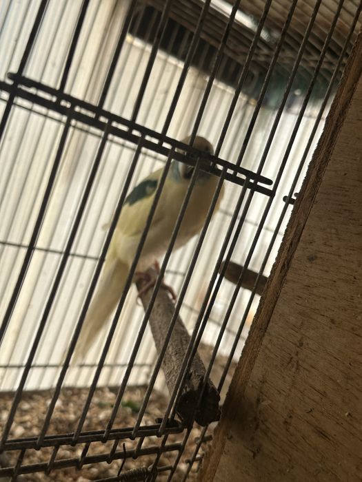 Kakariki branco e azul