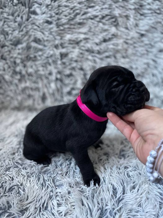 Щенки кане корсо . Цуценята кане корсо .  Кане корсо