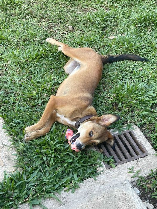 Doa se Cadela 7 Meses