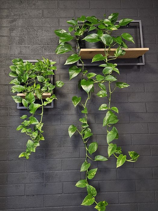 Комплексний догляд за кімнатним озелененням, фітодизайн