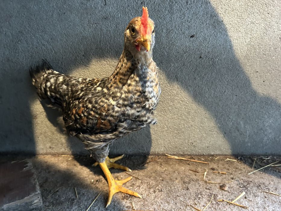 Galitos cruzados de legorne