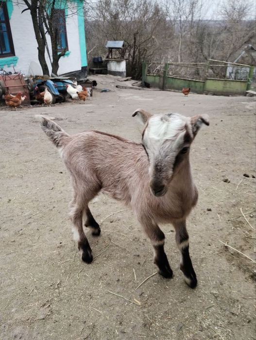 Англонубійські кози та козенята