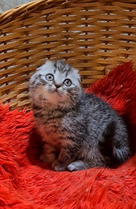 Красавица только у нас!