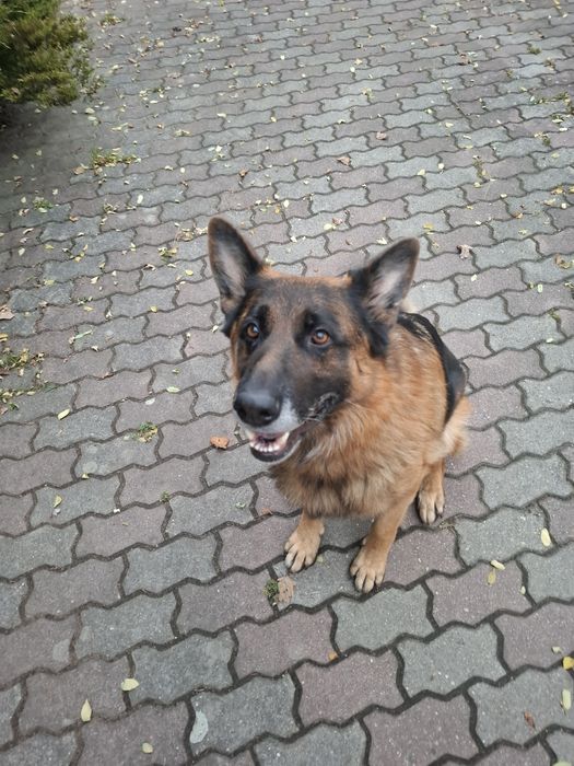 Dam Psa. W dobrych rękach.