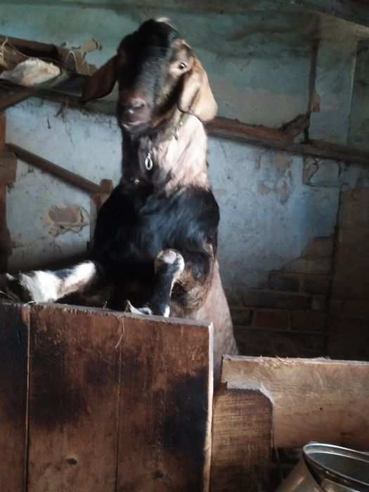 Послуги козла,покриття кіз