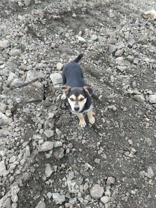 Щенок, вырастет небольшим, ищет дом.