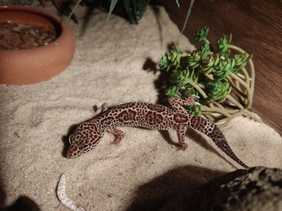 Gekon lamparci samica młoda