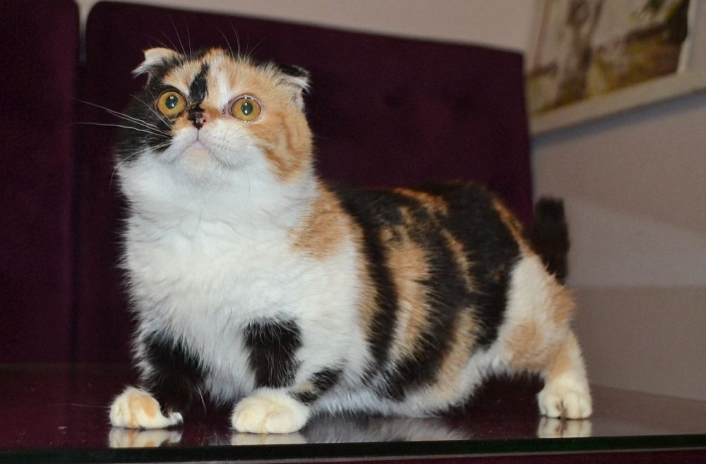 Девочка манчкин килт