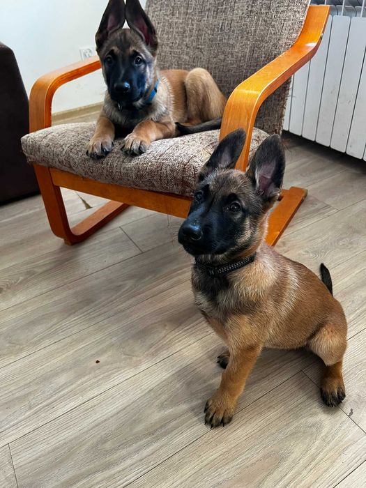 Oddam szczeniaki w typie owczarka belgijskiego