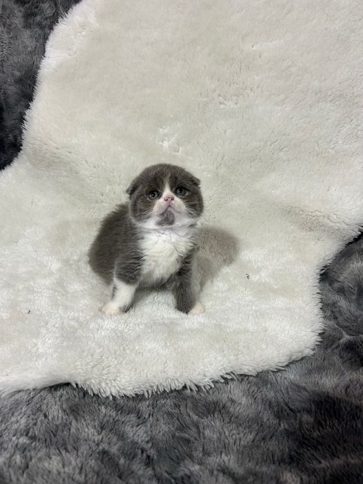scottish fold