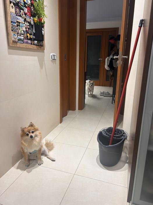 Assistente Veterinaria faço Pet sitting