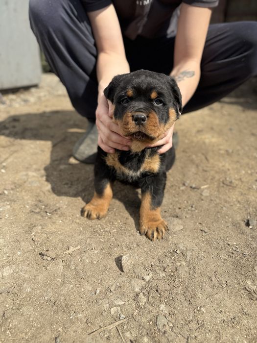 Продам Цуценя Ротвейлер