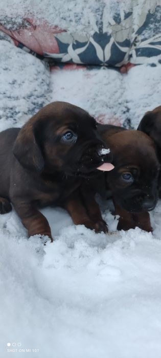 Posokowiec bawarski z metryką