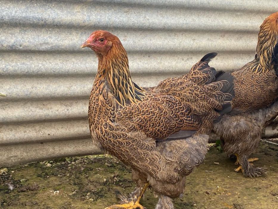 Brahmas Perdiz dourada e azul