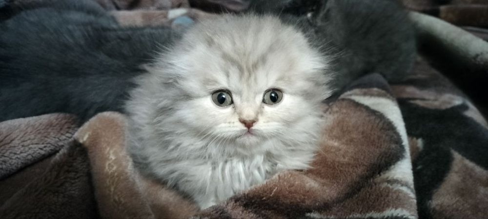 Хайленд фолд ( шотландські) весловухі та прямовухі