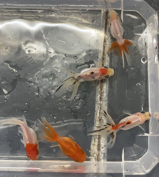 Orandas Sortidas 5/6cm