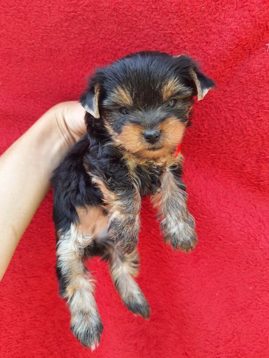 Мини йорка девочка