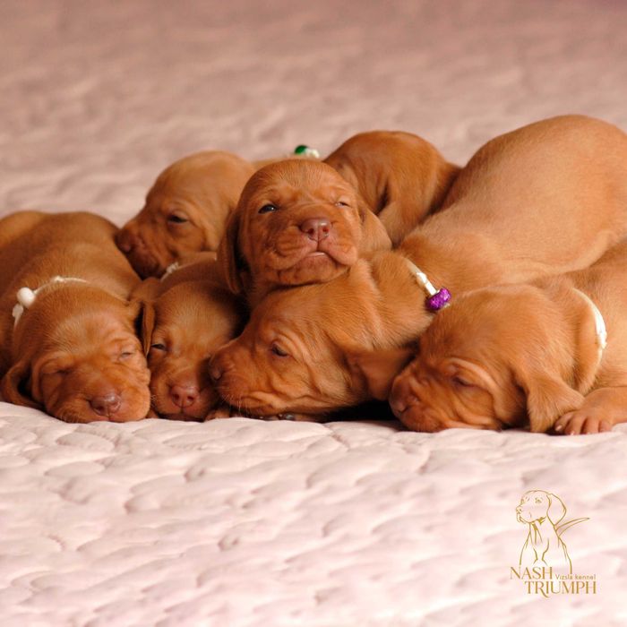 Выжла \ вижла. Открыта бронь на щенков. Питомник FCI-КСУ.