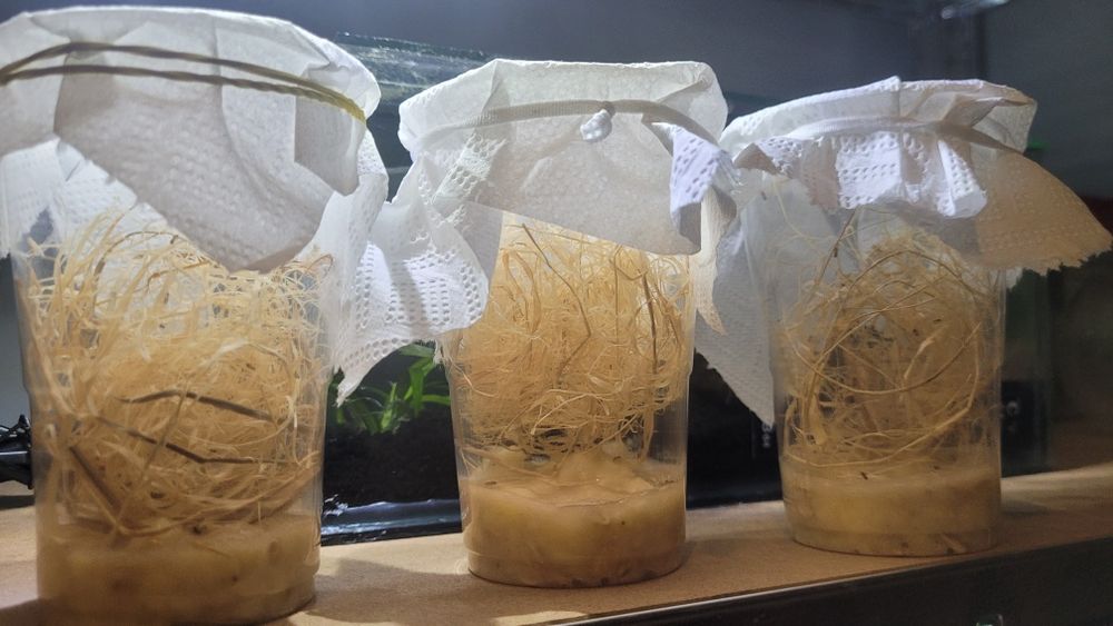 Cultura de Drosophila melanogaster(mosca da fruta) – Produção Ativa | Alimento Vivo para Répteis, Anfíbios e Invertebrados