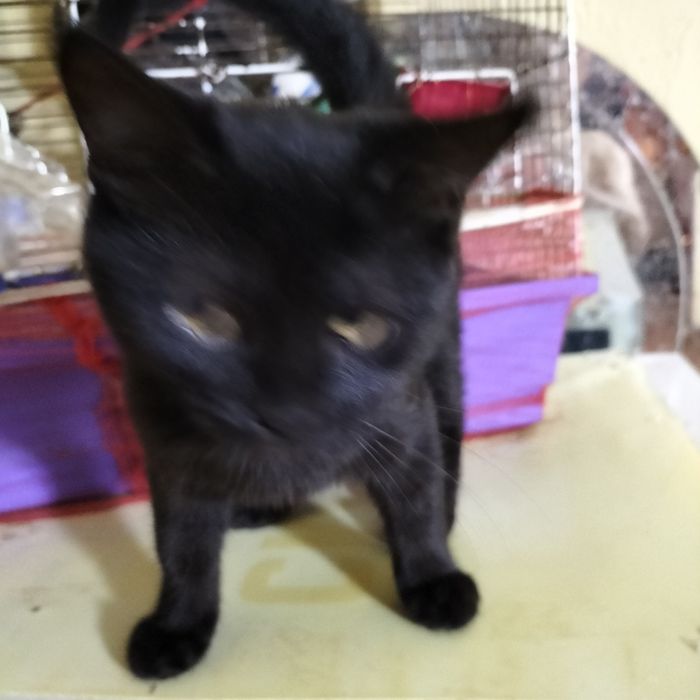 Британські висловухі іпрямовухі