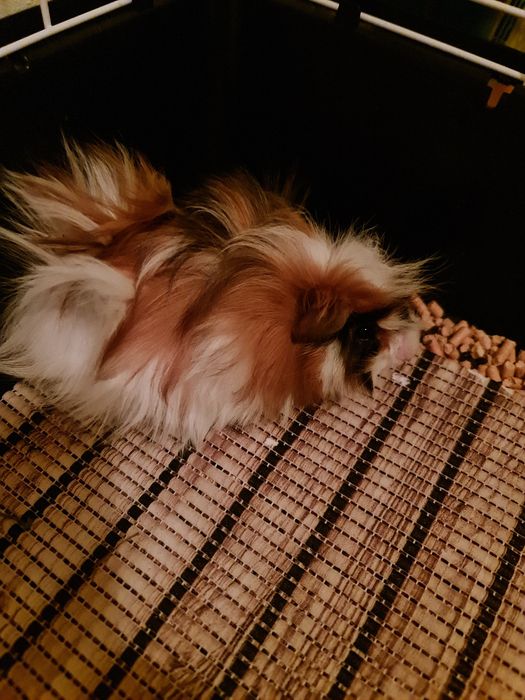 Świnka morska rozetka samica 2 miesiące