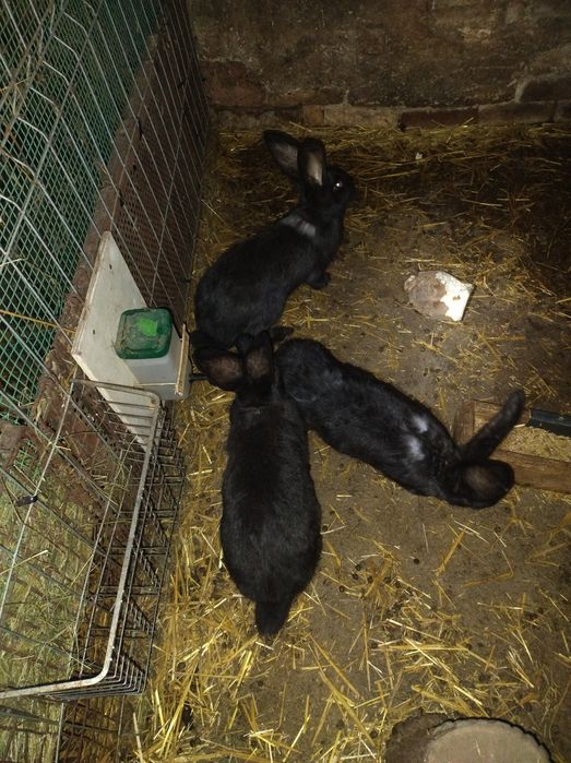 Króliki Belgijski Olbrzym