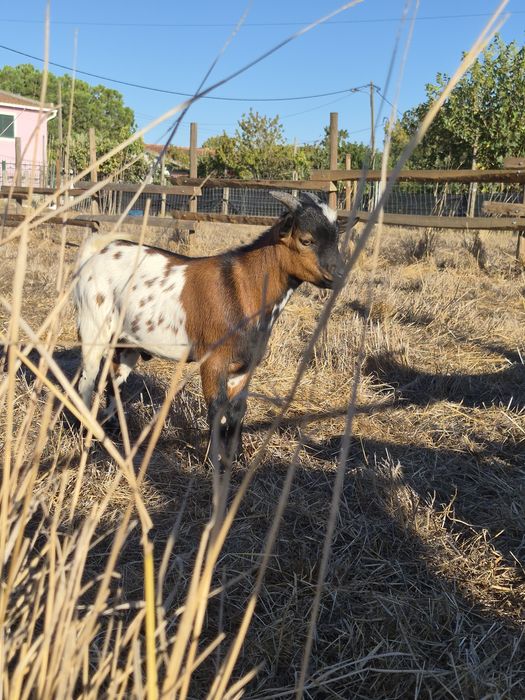 Cabras anãs _ super queridas