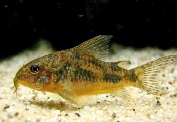Kirys Albinos - domowa hodowla