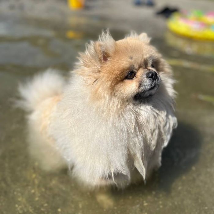 Померанський шпіц для в'язки