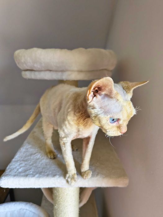 Cudowny kocurek Devon Rex
