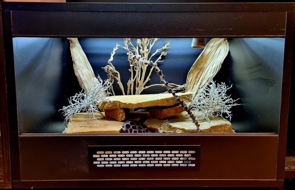 Terrarium 60x40x40 dla gekona agamy legwana węża żółwia