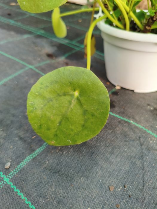 Planta da Fortuna Chinesa (Pilea Peperomioides) - planta em vaso