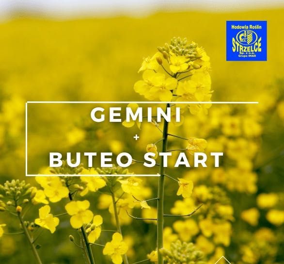 Rzepak Gemini C/1 - HR Strzelce na 3 ha Zaprawa Premium