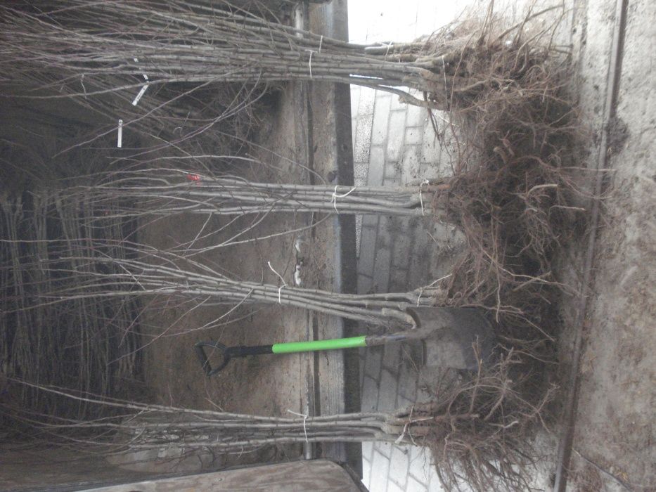 śliwa ,wegierka , haganta , top hit, prezydent, dąbrowicka , jubileum