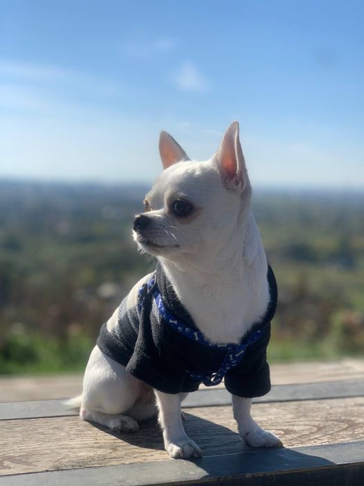 Вʼязка чіхуахуа хлопчик