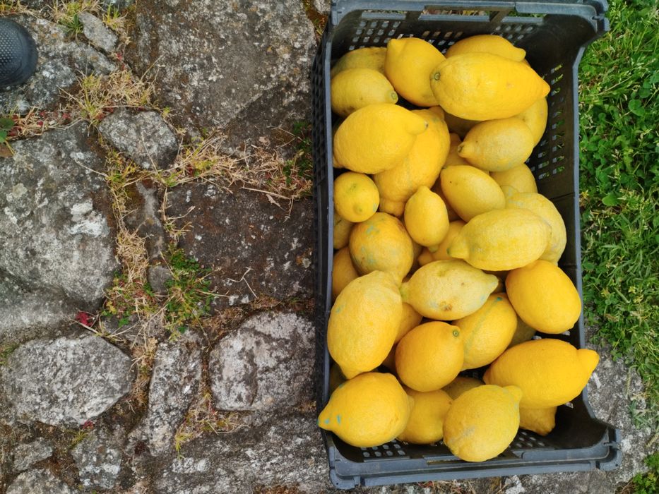 Limões - produção caseira